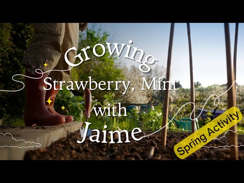 From Planting to Harvest: Growing Luscious Strawberries and Refreshing Mint - Updates Included