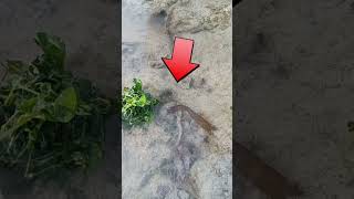 Simple idea to catch octopus #octopusdeploy #octopusseafood #shorts #shortsvideo