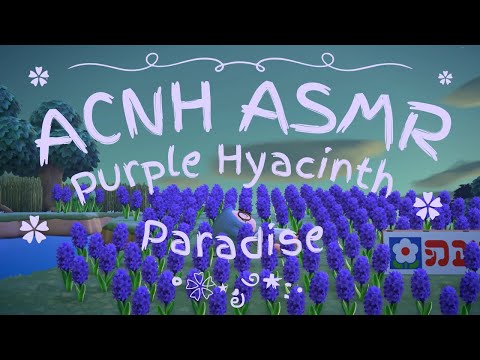 cozy nap in purple flower 🪻 paradise  |  animal crossing ambient for studying & relaxing