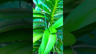 New updation in my garden#gardening #orchidcare #orchidslover