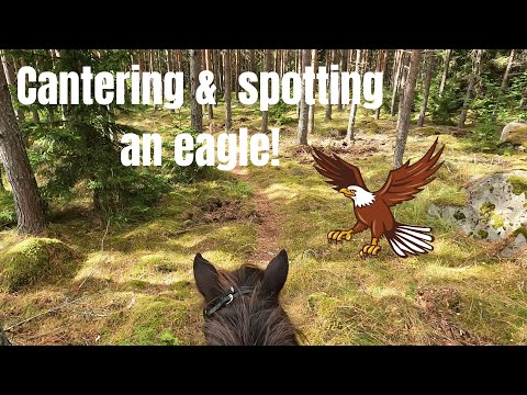 Cantering and spotting an eagle! 🦅 | Riding vlog | GoPro Hero 10 | Icelandic Horse Adventures