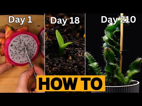 HOW TO Grow UNLIMITED Dragon Fruit Plants from Store-Bought Fruits (FROM SEED)