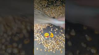 We Tried An Ancient Indian Corn Roasting Technique