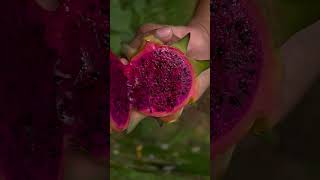 #TrendingNow#ViralShorts#TrendingOnYouTube#ShortsFeed#TrendingShortsNow#viralvideo #dragon #nature