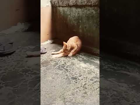 #kucing