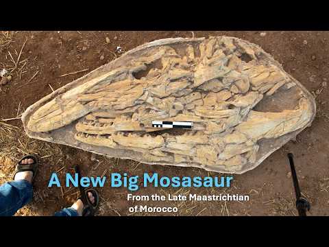 A New Giant Mosasaur From Morocco