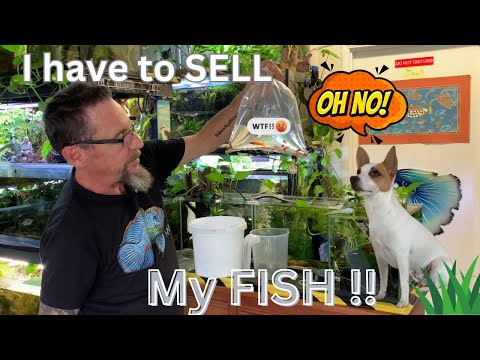 I Have To SELL My Fish !!