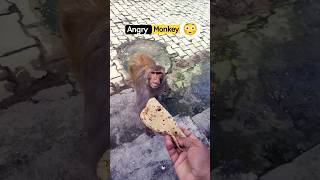 angry monkey 😳 #shorts #trending #monkey #monkeyvideo