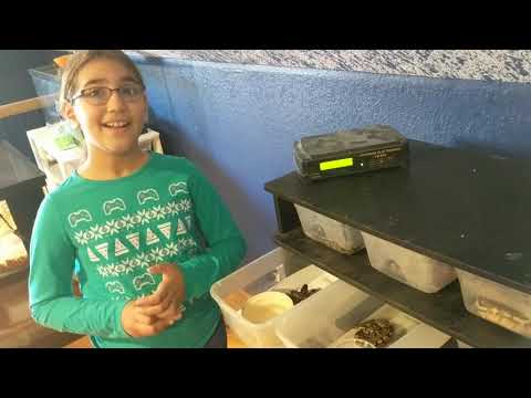 introducing our clutch that includes 3 BELs!!