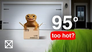 Live Shipping: When It's Too Hot, and When It's Not