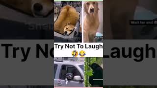 When Wildlife Gets Sassy! 💅 Funniest Voiceovers of the Week! #WildAnimals​#cuteanimalsfunnyvideos