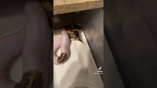 #ballpython #snake #reptiles #snakesofinstagram #ballpythonsofinstagram #snakes #piebald