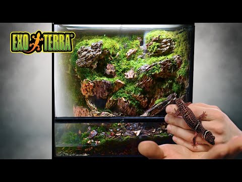 🌿 BUILDING A PEACEFUL MOSSARIUM FOR MY CAVE GECKO | TERRAQUAMAN