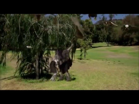 Cavemen scene from Birdemic 2