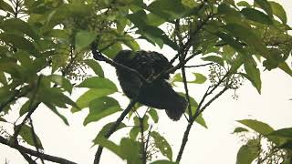 The brood parasite Asian koel juvenile, 托卵噪鵑幼鳥