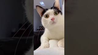 unbelievable 😍 cat funny moments|| #cat #hilariouscontent #funnyvideos #funnycats #shortsvideo