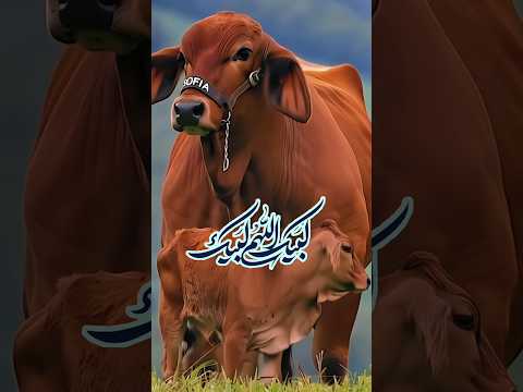 labbaik allahumma labbaik #cow
