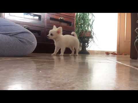 2 months 1/2 chihuahua doing tricks 💕 Maia💕. chihuahua di 2 mesi addestramento