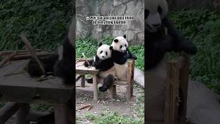 🐼 Funny panda compilation |  best friend do everything together #panda #cuteanimals #bestfriend