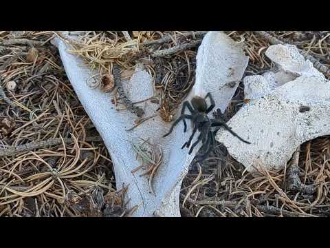 Tarantula walking over bones