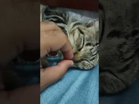 kill ur cat
