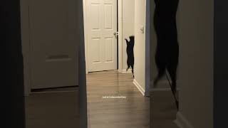 @meghanrrobinson_: Kinda cute kinda creepy #cat  #catlover #kitty