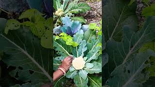 #comedy #funny #animals #nature #naturecomedy #comedyfilms #bushcraftfamily #comedymovies #