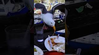 शिकारी पंछी खाने के लिए कर्ता है मेहनत#discoveryknowledge#knowledge#facts #amazingfacts#amazonforest