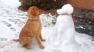 Funny Dogs Facing Their First Winter 🤣 The Funniest Animals Video 2026