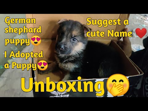German Shepherd puppy Adopt || how to trained 40 days old puppy ❤️ ||German Shepherd puppy||❤️