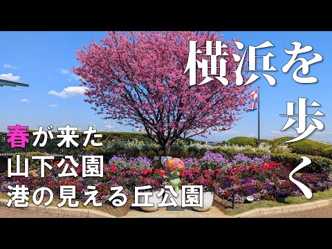 【横浜散歩】春の山下公園｜港の見える丘公園｜元町公園を巡る🌸