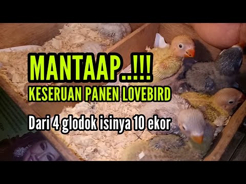 Mantap Panen Lovebird dari 4 Glodok
