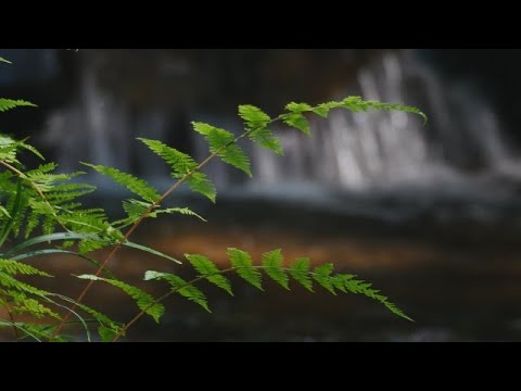 Relaxing Jungle Waterfall & Bird Sounds For Sleeping ~ Forest Wood Rainforest Creek Animal Ambience