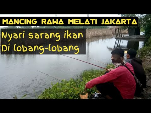 Mancing lobang!! mancing mujaer lobang