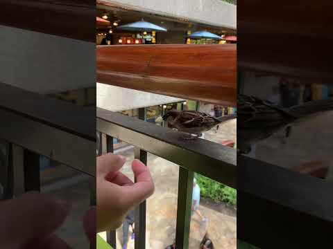 another one 🐦#birds #cute #djkhaled #hawaii #animals #funny #birb