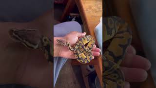 Disorder is getting there #nature #snaketalk #ballpython #royalpython #pets #reptiles #animals