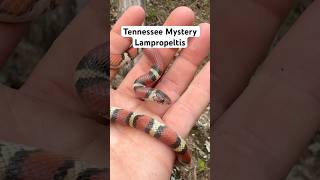 What IS this snake? Interesting tricolor snake found in Tennessee #pov #herping #tennessee
