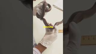 γ5 Schemes in SMEFT  Quick Mapping Expla #sciencefather  #researchdataawards #dataanalysis