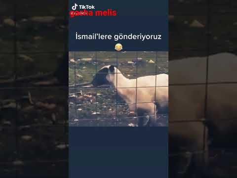 😂🤣🤣🤣🤣🤣😂😂😂😂😆😆😆🤣😂                 ismail