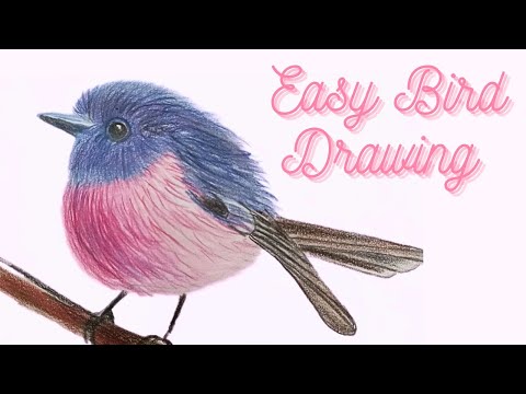 Easy Bird Drawing | Everyone can draw this bird! 🩷💙 #colorpainting #pinkrobin