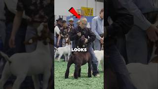 This Boy's Goat Is Luxury