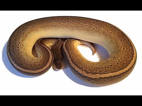 Ball Python Unboxing:  0.1 Bongo Cinnamon Pinstripe
