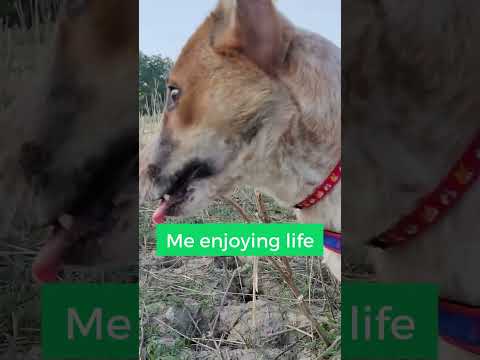 From Playful Pup to Studious Student  Debby's Adventure!
