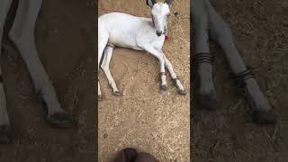 Funny bakra eid video😂😭👍👌🔥 #funny #bakraeid #shorts