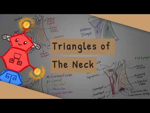 Triangles of the Neck