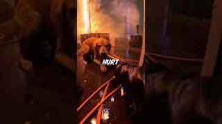 Fireworks Barge EXPLODED With Dog On It... I Kayaked Into The Chaos 😰❤️