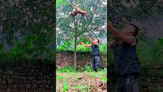 Amazing Dog Jump You Can't Miss #jumping #pets #doglover