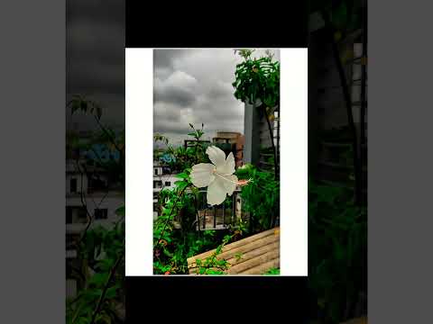"Hasi Ban Gaye (Female Version) | Shreya Ghoshal | Heart Touching Love Song | Hamari Adhuri Kahani"