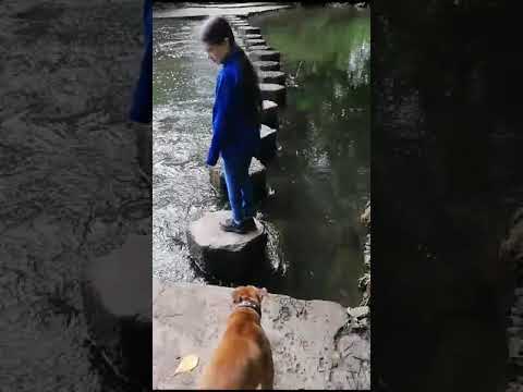 living my best life, stepping stones challenge #doglovers #dogchallenge #staffies #steppingstones