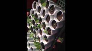 Cannabis companion plants